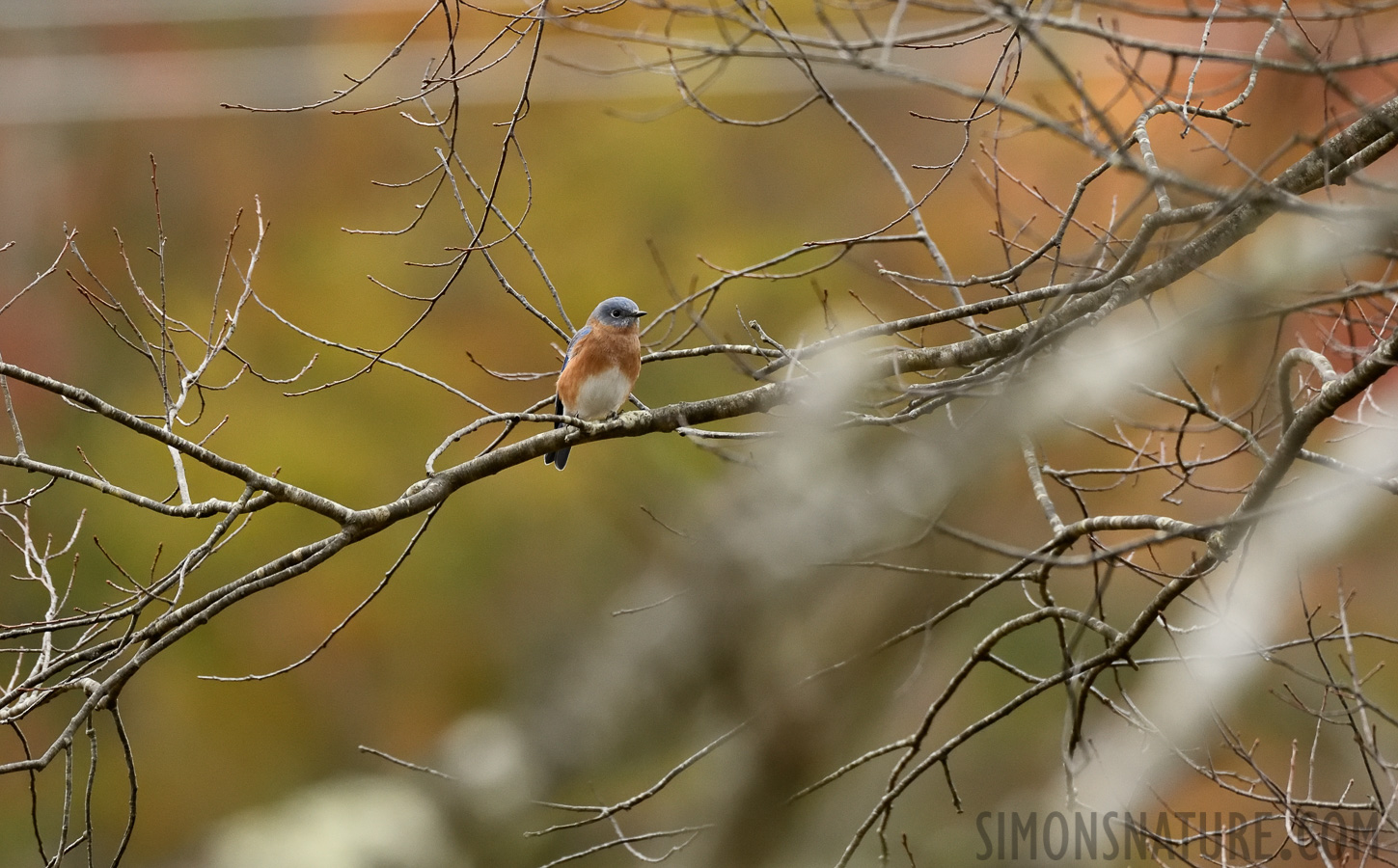 Sialia sialis sialis [400 mm, 1/640 Sek. bei f / 7.1, ISO 1600]